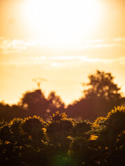 Fototapeta premium Lever de soleil en campagne 