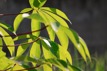 Cassava plant leaves, Manihot esculenta, in the Philippines
