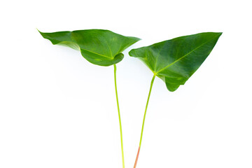 Flamingo flower leaves or pigtail anthurium