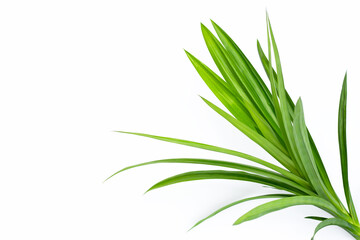 Fresh pandan leaves on white background.