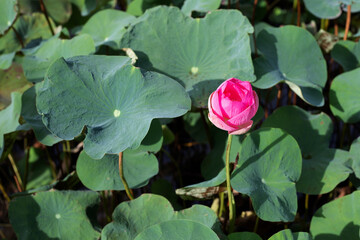 Beautiful blooming pink lotus flower with leaves, Water lily pond
