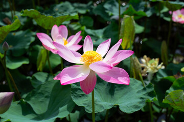 Fototapeta premium Beautiful blooming pink lotus flower with leaves, Water lily pond