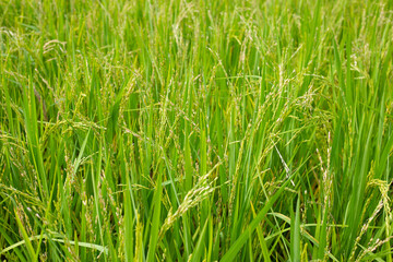 Rice plant in rice field.
