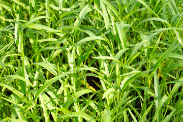 Water convolvulus in vegetable patch