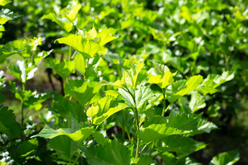 Fresh green leaves of mulberry tree in the garden