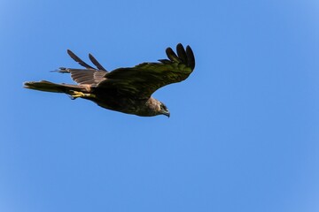 青空バックに悠然と飛ぶチュウヒメス