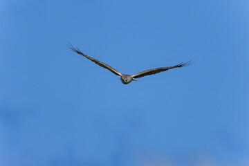 青空バックに餌を探して飛び回るチュウヒメス