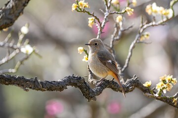 梅林でくつろぐジョウビタキ メス＠大阪