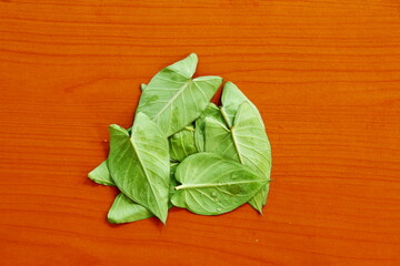 indian gujarati vegetable food leaves colocassia leaves also known as patra,arbi leaves or taro leaves top view with water drops,top view