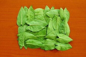 indian gujarati vegetable food leaves colocassia leaves also known as patra,arbi leaves or taro leaves top view with water drops,top view