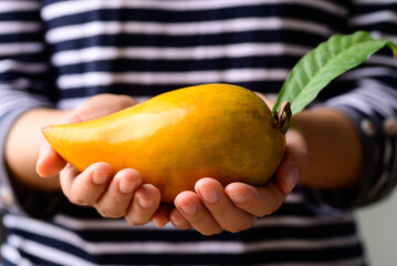 Canistel fruit or Eggfruit holding by woman hand, Tropical fruit