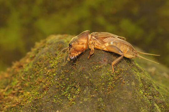 A mole cricket is digging a moss-covered ground. This insect has the scientific name Gryllotalpa gryllotalpa. 