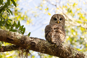 Barred owl (Strix varia) on a tree in Myakka River State Park, Florida