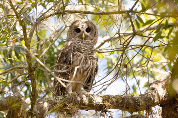 Barred owl (Strix varia) stares down from a tree in Myakka River State Park, Florida 