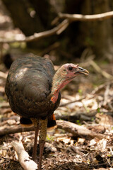 A wild turkey (Meleagris gallopavo) looking at the camera in Myakka River State Park, Florida
