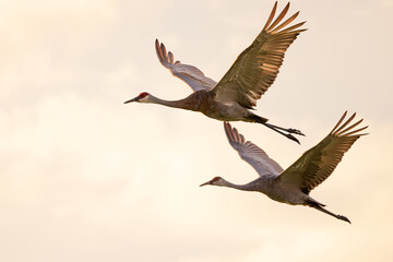 Two sandhill cranes (Antigone canadensis) in flight just before sunset in Sarasota, Florida 