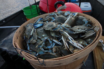 Bushel of Crabs