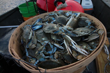 Bushel of Crabs