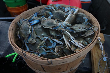 Bushel of Crabs