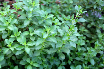 Fresh green leaves of stevia plant.