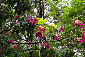 Blossom pink flower of silk floss tree chorisia