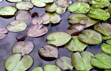 Nymphaea lotus leaves in pond