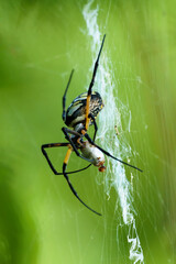 Yellow Garden Orb-Weaver Spider eating a meal against a blurred green backdrop