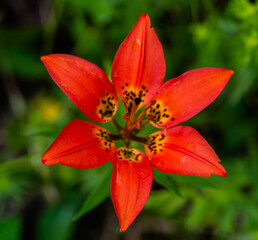 red lily flower