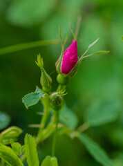 bud of a rose