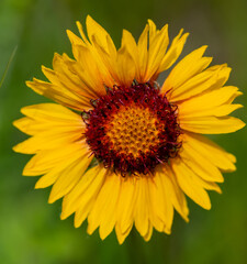 yellow sunflower in the garden