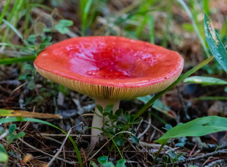 red mushroom in the forest
