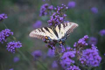 Butterfly on Purple Flower