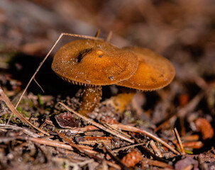 mushroom in the forest