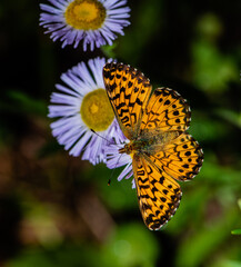 butterfly on flower