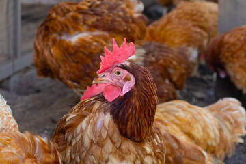 Hens in the chicken farm. Organic poultry house.