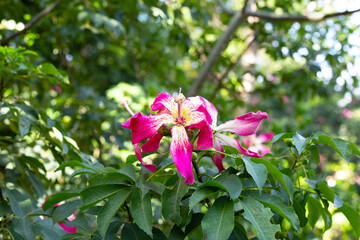 Blossom pink flower of silk floss tree chorisia