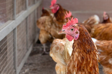 Hens in the chicken farm. Organic poultry house.