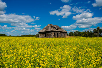 Abandoned building in canola field