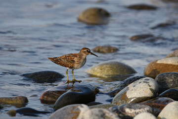 Least Sandpiper wades along shore of Lake Ontario during migration