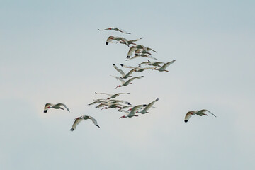 Dense formation of white ibis flying together against a gray sky