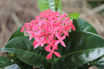 Pink ixora flowers on a tropical plant in a garden