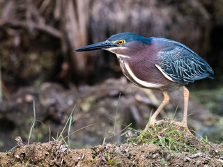 green heron bird
