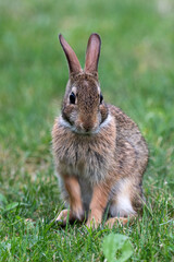 rabbit in the grass