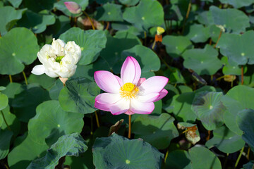 Beautiful blooming pink and white lotus flower with leaves, Water lily pond