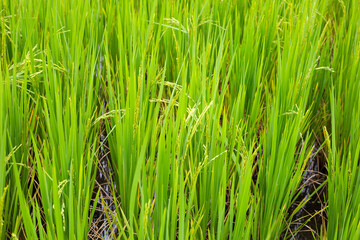 Rice plant in rice field.
