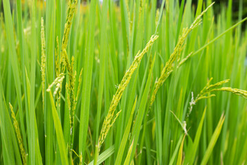 Rice plant in rice field.