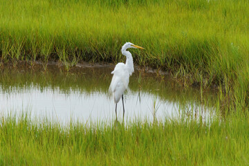 Great white egret on the edge of a verdant marsh in Assateague
