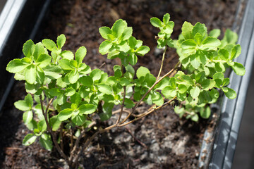 Fresh green leaves of stevia plant.