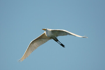 Great white egret soaring with outstretched wings against a blue sky