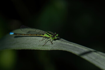 close up of a dragonfly